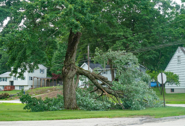 The Steps Involved in Our Tree Care Process in Kootenai, ID